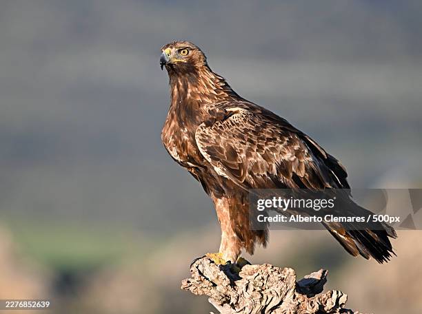 majestic golden eagle perched on a branch with a keen gaze - perching stock pictures, royalty-free photos & images