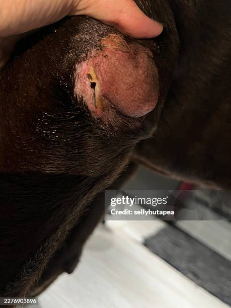 close up of ruptured skin lesion and exudate from sebaceous adenitis on a dog - adenoma stock pictures, royalty-free photos & images