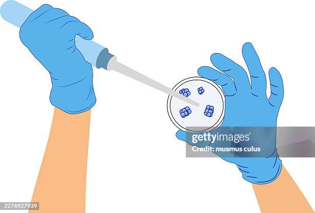 scientist using pipette on petri dish with bacteria colonies in laboratory vector illustration - stem cell stock illustrations