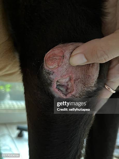 close up of healing open skin lesion with stitches on a dog with sebaceous adenitis - adenoma stock pictures, royalty-free photos & images