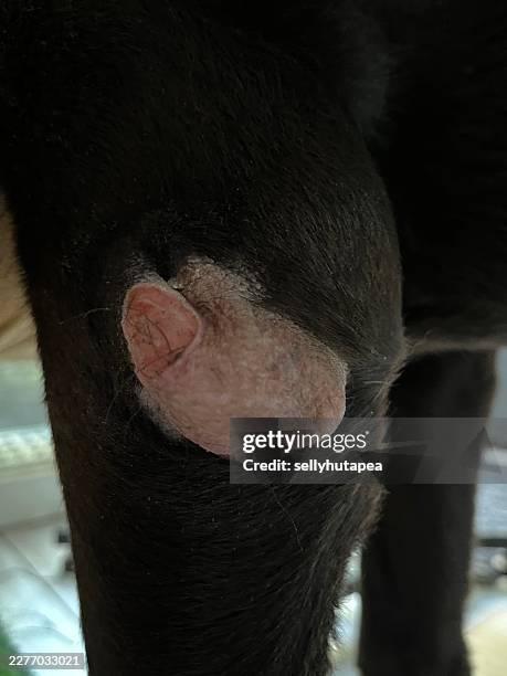 close up of sebaceous adenitis skin lesion on a chocolate labrador retriever - adenoma stock pictures, royalty-free photos & images