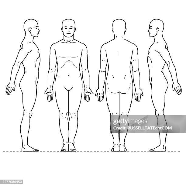 male body pain chart template front side and rear anatomical views vector illustration - autopsy stock illustrations