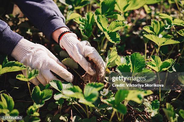 planting strawberries in the garden - garden trowel stock pictures, royalty-free photos & images