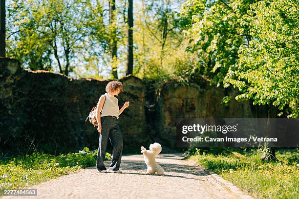 bichon frise plays with owner on sunny day in a green park - perro faldero fotografías e imágenes de stock