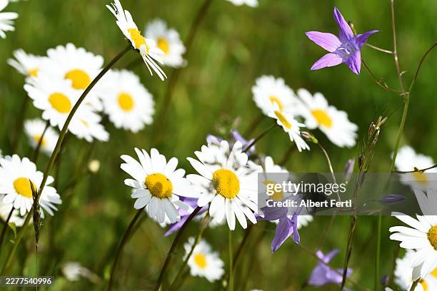 leucanthemum vulgare - wildflower stock pictures, royalty-free photos & images