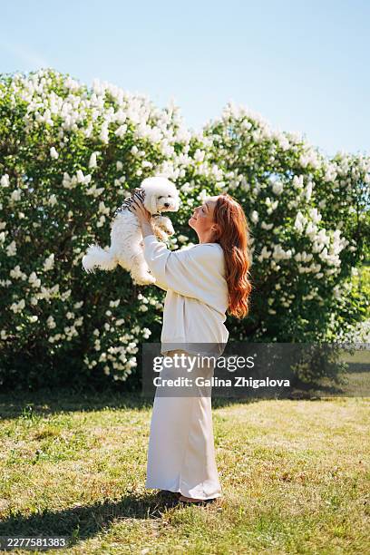 red-haired woman in white clothes holding a cute bichon frise puppy in her arms against flowering tree background, spring nature concept - chien de salon photos et images de collection
