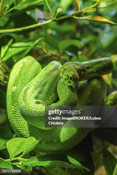 green tree python (morelia viridis) close-up. portrait art - green tree python stock pictures, royalty-free photos & images