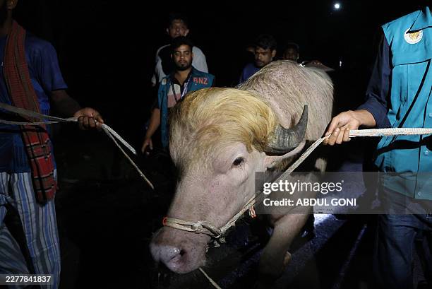 Rare albino buffalo nicknamed "Donald Trump" is transferred to the national zoo in Dhaka on May 27, 2026. The 700-kilogram buffalo, which became an...