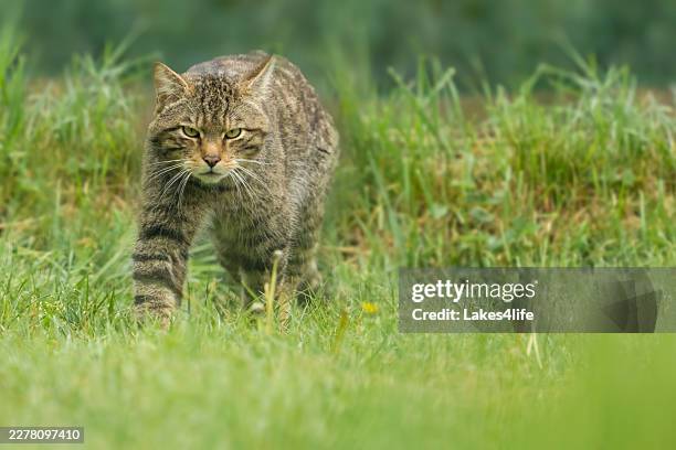 scottish wildcat - wildcat stock pictures, royalty-free photos & images