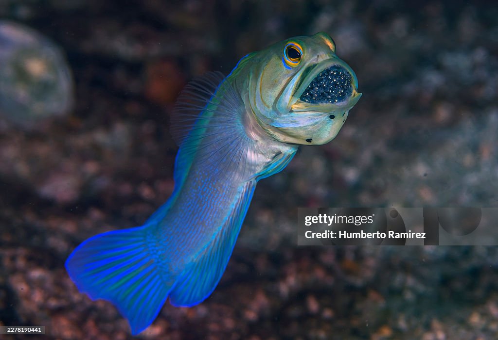 Yellowhead Jawfish.