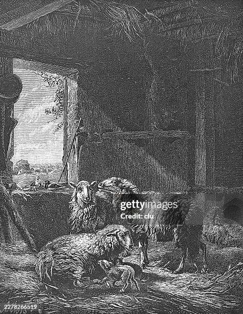 sheep and newborn lamb rest inside a dark stable — soft window light falls on the flock as the ewe watches over her young - sheep wool stock illustrations
