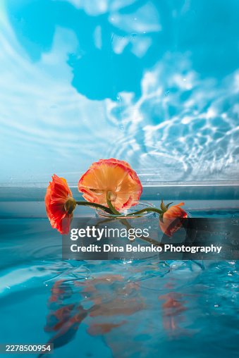 Orange ranunculus flowers floating in water with caustic light reflections on blue background, dreamy floral still life photography Orange ranunculus flowers floating in water with caustic light reflections on blue background, dreamy floral still life photography