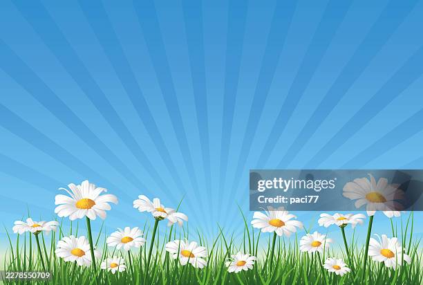 vibrant daisy meadow under blue sunburst sky vector - daisy background stock illustrations