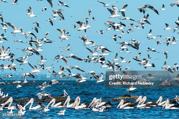 sea birds during spawning - seagull stock pictures, royalty-free photos & images