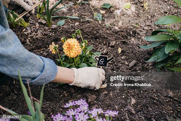 high angle close-up of individual placing identification marker in garden soil near blooming dahlia focusing on domestic organization and plant variety tracking - ornamental plant stock pictures, royalty-free photos & images