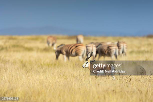springbok (antidorcas marsupialis) feeding on savannah grassland near a herd of zebra, etosha national park, namibia - etosha national park stock pictures, royalty-free photos & images