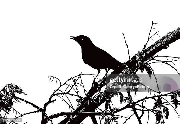 silhouette of songbird perching on branch and singing - blackbird singing stock illustrations