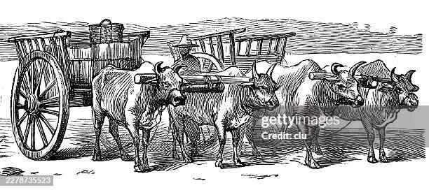 ox carts in singapore after unloading from a p&o steamship — yoked cattle stand beside wooden carts as cargo is moved onward from the imperial sea route - wagons unloading stock illustrations