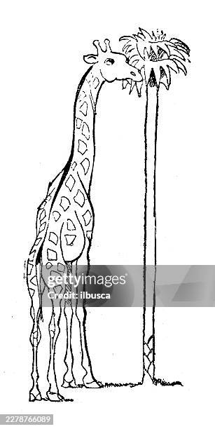 funny comics: giraffe neck evolution - giraffe eating stock illustrations
