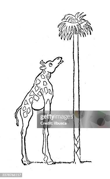 funny comics: giraffe neck evolution - giraffe eating stock illustrations