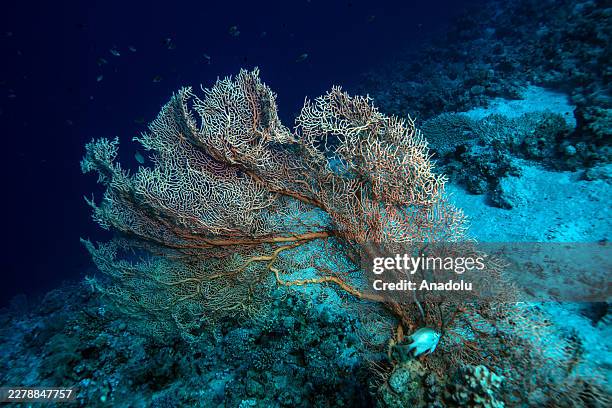 Fish are seen on the coral reefs in the crystal-clear waters of the Red Sea in Sharm El-Sheikh, Egypt, on May 28, 2026. Stretching from the Giza...