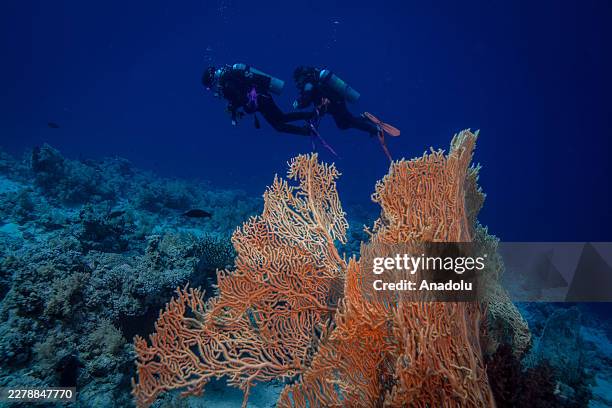 Divers explore coral reefs in the Red Sea off Sharm El-Sheikh, Egypt, on May 28, 2026. Stretching from the ancient pharaonic heritage of the Giza...
