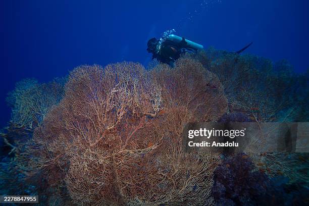 Diver explores coral reefs in the Red Sea off Sharm El-Sheikh, Egypt, on May 28, 2026. Stretching from the ancient pharaonic heritage of the Giza...