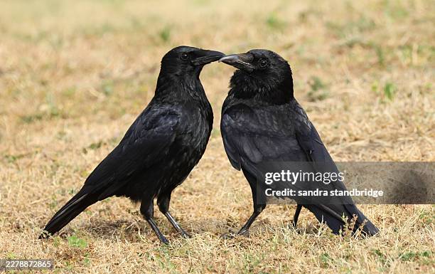 a tender monent between a pair of carrion crows, corvus corone, . one is gently preening around the face of the other bird. - two birds stock pictures, royalty-free photos & images