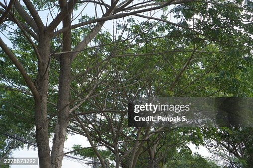 Rain tree Rain tree
