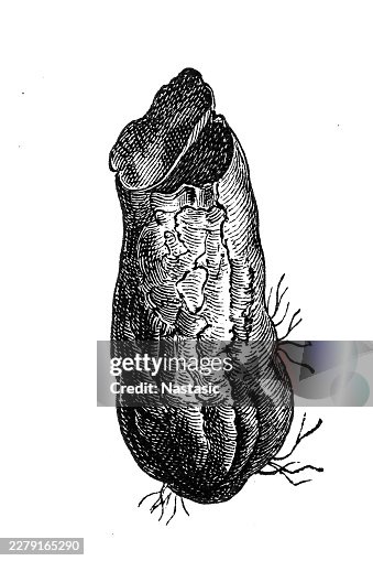Opened Fish Egg Capsule Opened Fish Egg Capsule