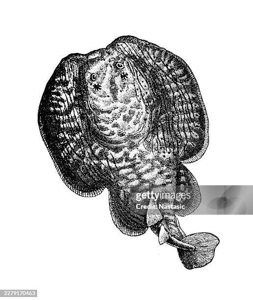 marbled electric ray (marmelrochen / torpedo marmorata), viewed from a top-down dorsal perspective - torpedo ray stock illustrations
