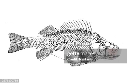 Perch Fish Skeleton (Perca fluviatilis) Perch Fish Skeleton (Perca fluviatilis)