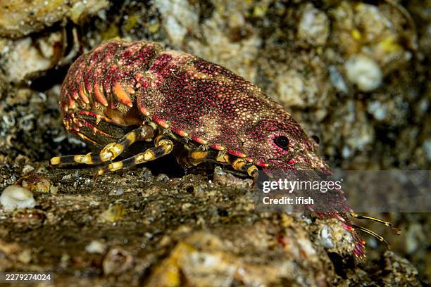 slipper lobster parribacus scarlatinus in a cave, nuku hiva, marquesas, french polynesia - crustacean stock pictures, royalty-free photos & images