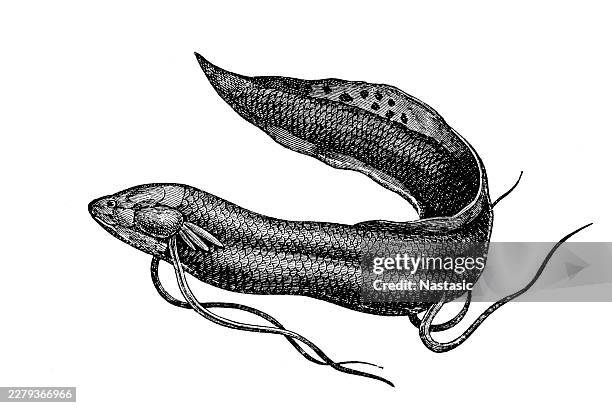 west african lungfish (protopterus annectens) - lungfish stock illustrations