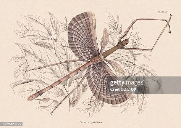 phasma gigas (or pseudophasma necydaloides), hand-colored steel engraving, published 1840 - stick insect stock illustrations
