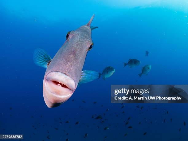 gray triggerfish swimming underwater in deep blue ocean - triggerfish stock pictures, royalty-free photos & images