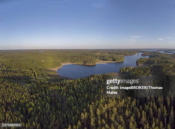 landscape in summer - taiga stock pictures, royalty-free photos & images