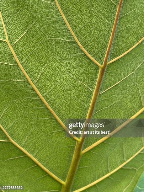 full-frame background texture of a backlit green leaf detailing a complex vascular network - fiddle leaf fig stock pictures, royalty-free photos & images