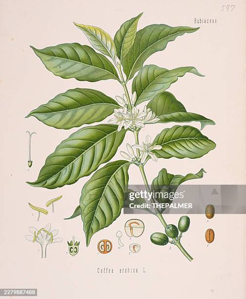 coffee (coffea arabica) chromolithography 1887 stock illustration - arabica coffee crop stock illustrations