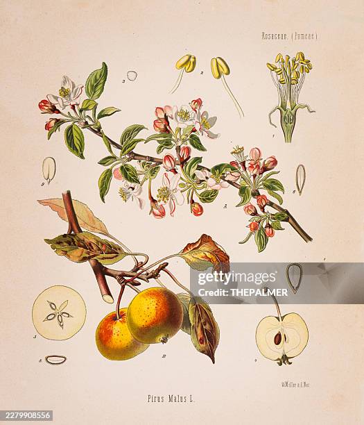 apple (pirus malus) - chromolithography 1887 stock illustration - apple blossom stock illustrations