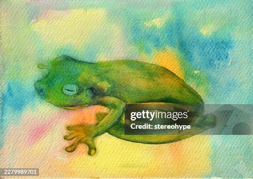Rainforest frog Rainforest frog