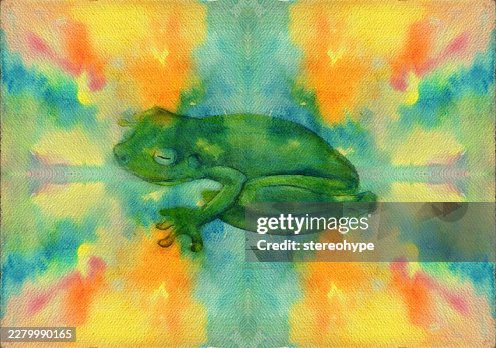 Rainforest frog Rainforest frog