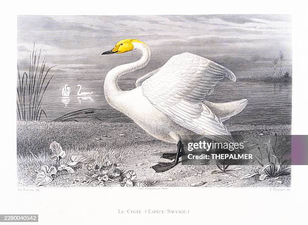 whooper swan (cygnus cygnus) color engraving from 1852 - trumpeter swan stock illustrations
