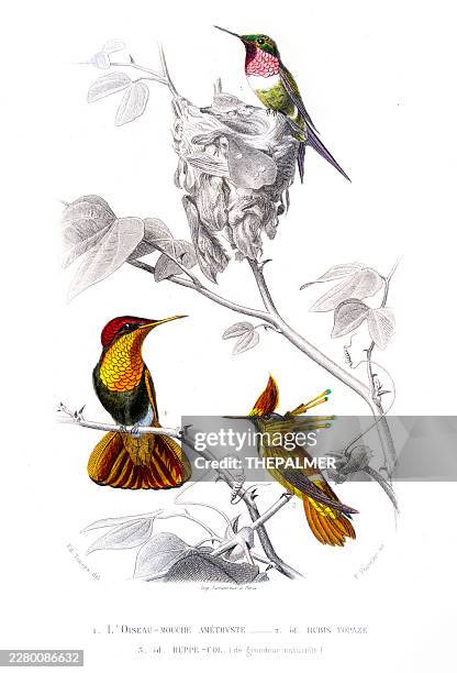 hummingbirds color engraving from 1852 - flapping wings stock illustrations
