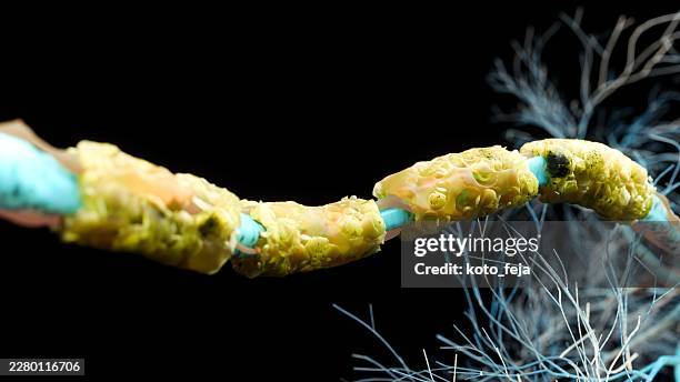 myelin sheath insulation on nerve axon damaged by multiple sclerosis - autoimmune disease stock pictures, royalty-free photos & images