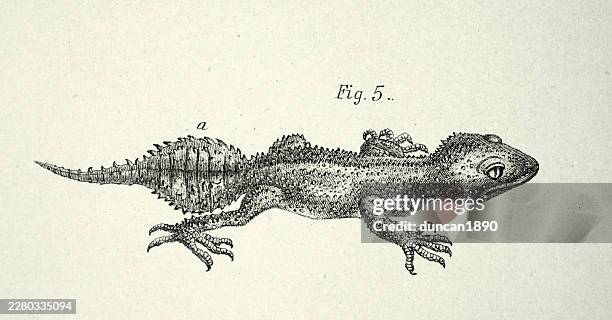 leaf-tail gecko or broad-tailed gecko, phyllurus platurus, vintage illustration 19th century - gecko stock illustrations