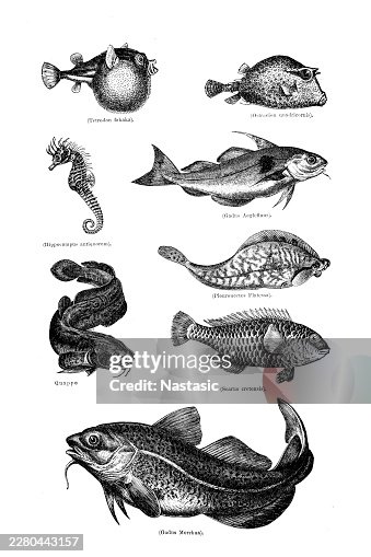 Fish Fish