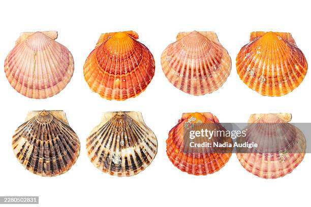 colorful scallop shells collection on white background — assorted sea shells for beach decor - shell pattern stock pictures, royalty-free photos & images