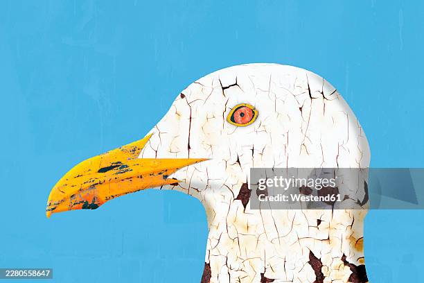 digital collage of gull head with weathered texture on blue background - exfoliating face stock illustrations