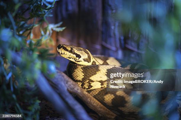 close-up of a jungle carpet python (lat: morelia spilota cheynei) in the undergrowth - diamond python stock pictures, royalty-free photos & images